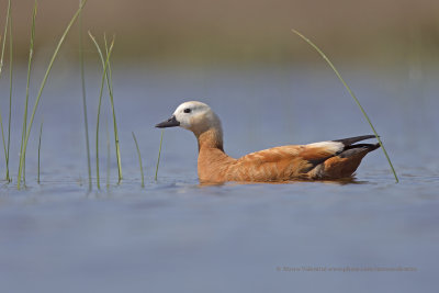 Ruddy Shelduck - Tadorna ferruginea