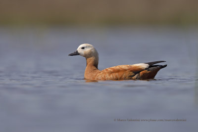 Ruddy Shelduck - Tadorna ferruginea