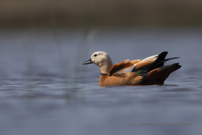 Ruddy Shelduck - Tadorna ferruginea