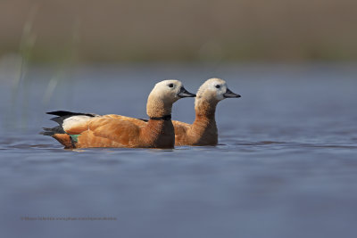 Ruddy Shelduck - Tadorna ferruginea