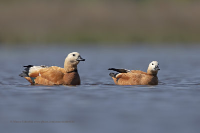 Ruddy Shelduck - Tadorna ferruginea