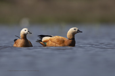 Ruddy Shelduck - Tadorna ferruginea