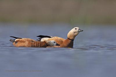 Ruddy Shelduck - Tadorna ferruginea