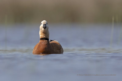 Ruddy Shelduck - Tadorna ferruginea