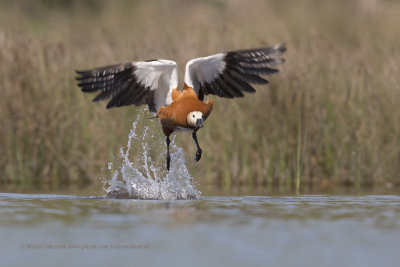 Ruddy Shelduck - Tadorna ferruginea