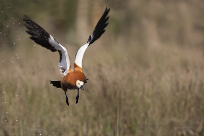Ruddy Shelduck - Tadorna ferruginea