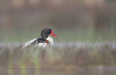 Shelduck - Tadorna tadorna