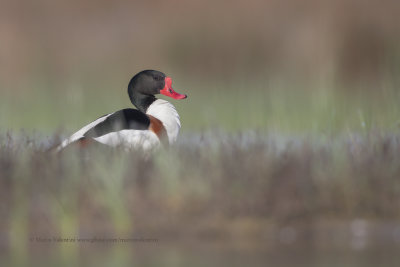 Shelduck - Tadorna tadorna