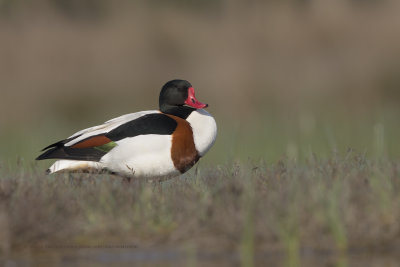 Shelduck - Tadorna tadorna