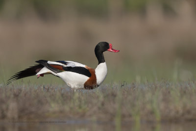 Shelduck - Tadorna tadorna