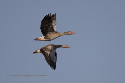 Greylag goose - Anser anser