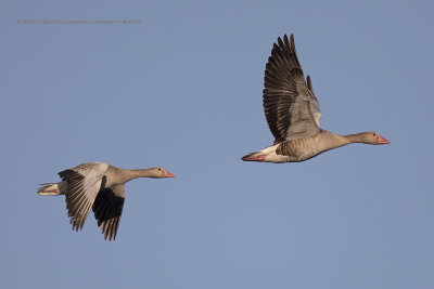 Greylag goose - Anser anser