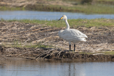 Whooper Swan - Cygnus cygnus