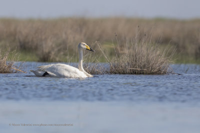 Whooper Swan - Cygnus cygnus