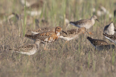 Ruff/Reeve - Philomachus pugnax