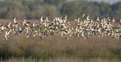 Ruff/Reeve - Philomachus pugnax