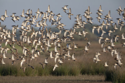 Ruff/Reeve - Philomachus pugnax