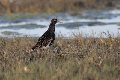 Ruff/Reeve - Philomachus pugnax