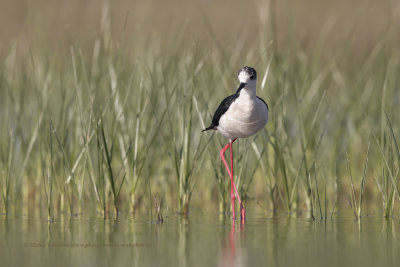 Black-winged stilt - Himantopus himantopus
