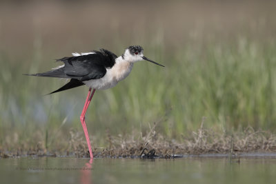 Black-winged stilt - Himantopus himantopus