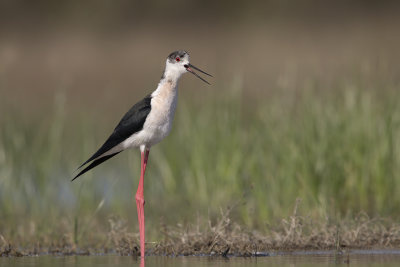 Black-winged stilt - Himantopus himantopus