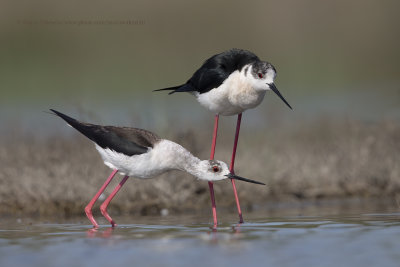 Black-winged stilt - Himantopus himantopus
