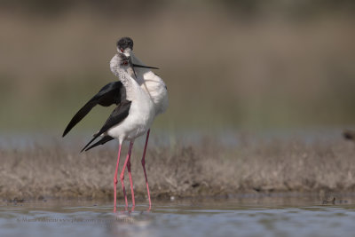 Black-winged stilt - Himantopus himantopus