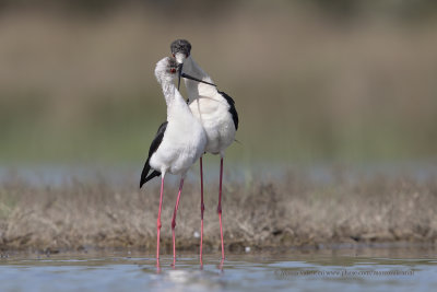 Black-winged stilt - Himantopus himantopus
