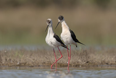 Black-winged stilt - Himantopus himantopus