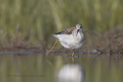 Marsh sandpiper - Tringa stagnatilis