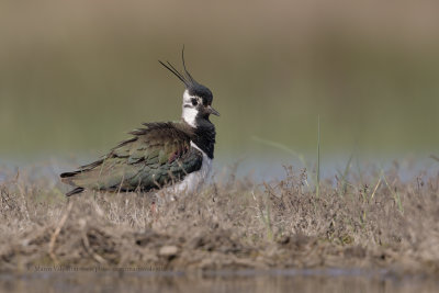 Northern Lapwing - Vanellus vanellus