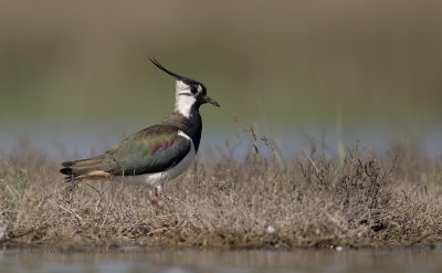 Northern Lapwing - Vanellus vanellus