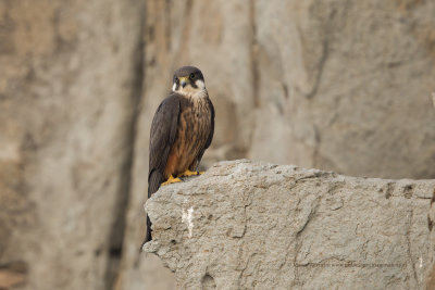 Eleonora's falcon - Falco eleonorae