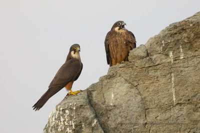 Eleonora's falcon - Falco eleonorae