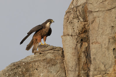 Eleonora's falcon - Falco eleonorae