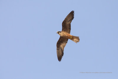 Eleonora's falcon - Falco eleonorae