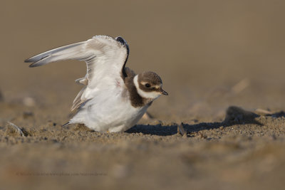 Ringed plover - Charadrius hyaticula