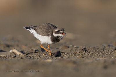 Ringed plover - Charadrius hyaticula