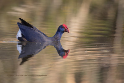 Purple swamphen - Porphyrio porphyrio