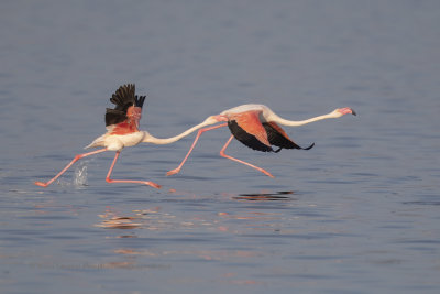 Greater Flamingo - Phoenicopterus roseus