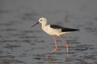 Black-winged stilt - Himantopus himantopus