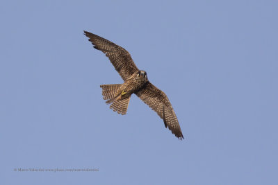 Eleonora's falcon - Falco eleonorae