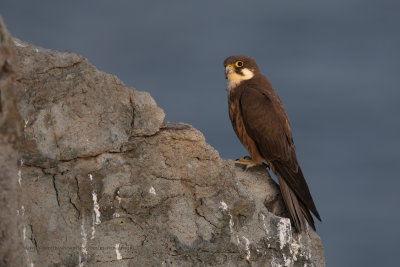 Eleonora's falcon - Falco eleonorae