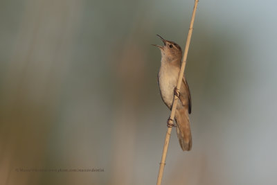 Savi's Warbler - Locustella luscinioides