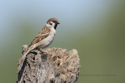 Tree sparrow - Passer montanus