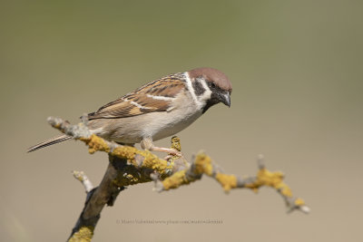 Tree sparrow - Passer montanus