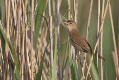 Savi's Warbler - Locustella luscinioides