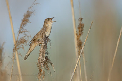 Savi's Warbler - Locustella luscinioides