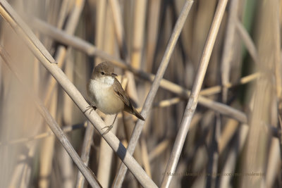 Eurasian Reed warbler - Acrocephalus scirpaceus