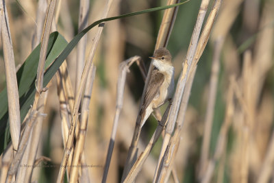 Eurasian Reed warbler - Acrocephalus scirpaceus